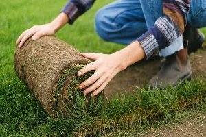 The Ultimate Guide To Turf Supplies Everything You Need For A Lush Lawn