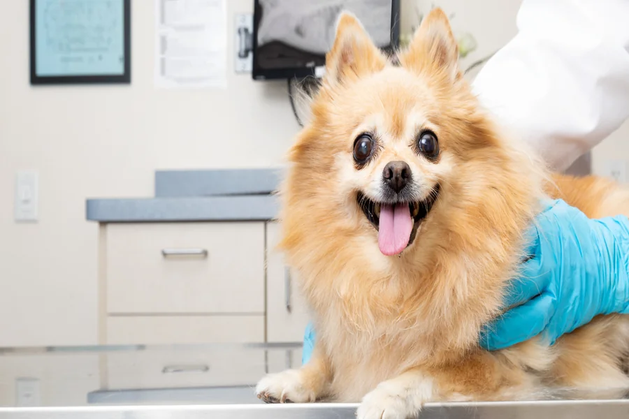 Veterinary Hospitals