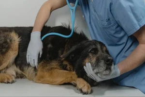 The Role Of Veterinary Hospitals In Preventive Pet Health