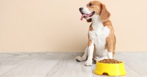 Pet Nutrition