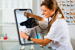 Veterinary Care