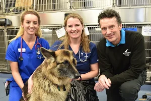 Veterinary Hospitals